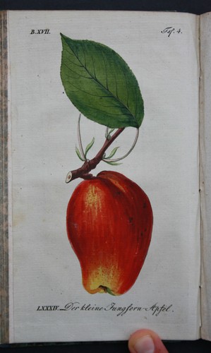 Pomologie faucille le - pomologie,,