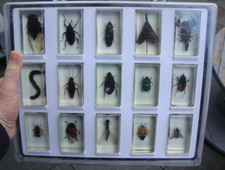 Coffret insectes sous - coffret, 15