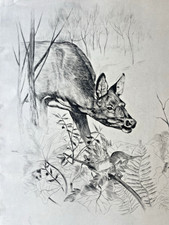 Paul Lequet Gravure Chevreuil