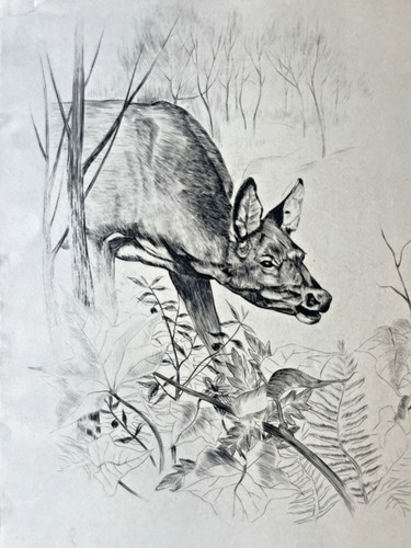 Paul lequet gravure chevreuil - lequet,