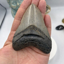 Dent mégalodon authentique - mégalodon,