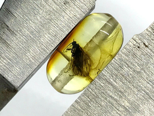 Ambre insecte cadeau tonneau - ambre,