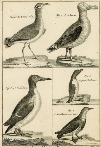 Oiseau coure vite albatros - coure-vite,