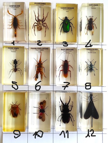 Insectes inclusion - insectes,