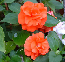 IMPATIENS  DOUBLE  ORANGE