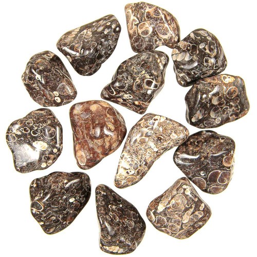 Pierres roulées agate - , fossile