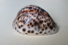 collection coquillage CYPRAEA