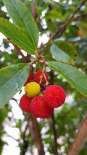 Arbutus unedo (De semis) /