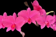 Sl. Pink Pearl Cattleya Orchid