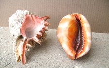 Lot 2 grands coquillages -