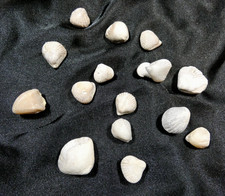 Lot 15 Brachiopodes fossile