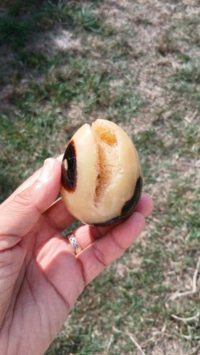 Septaria forme oeuf pierre - oeuf,