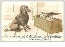 CHATS.n°1427.CHIEN TYPE CANICHE OBSERVANT DES CHATONS CACHES DANS UNE CAISSE