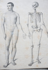 GRAVURE XIX° ANATOMIE CORPS
