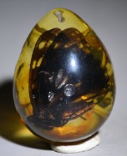 2.2 "insecte Pierre papillon