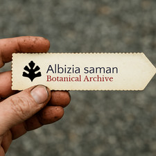 Albizia saman | Rain Tree |