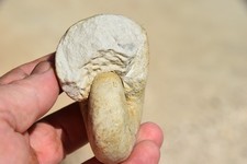 RARE Angulithes sowerbyanus turonien du Pas de Calais.