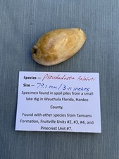 EXTINCT fossilized Cowrie