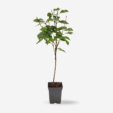 Cerisier - Prunus avium