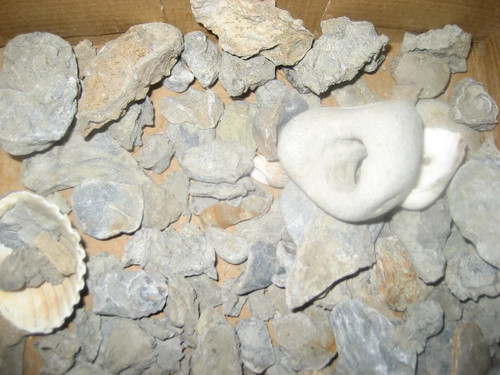 Lot fossils provenant de - ...lot,