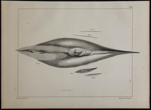 1839 planche anatomie - -, d'anatomie