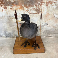 Ancienne taxidermie –