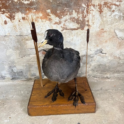 Ancienne taxidermie - , –