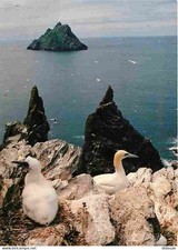 Irlande - Kerry - Gannets and the Skellig Rocks - Cormorans - Oiseaux - CPM - Vo