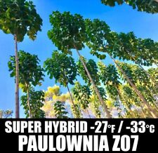 50 Graines Paulownia Z07 Super Hybride - Kiribaum - Royal Empress Tree