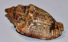 SEA SHELL - COQUILLAGES -
