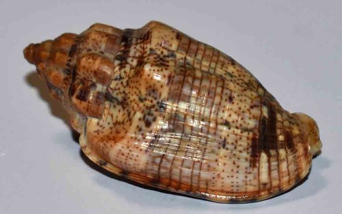 Sea shell coquillages - shell,