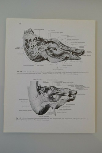 Planche anatomie humaine - planche, d'anatomie