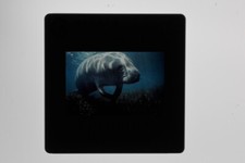 Jacques-Yves Cousteau promo photo 35mm slide #10