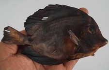 curiosité , taxidermie : Poisson Chirurgien Naturalisé 