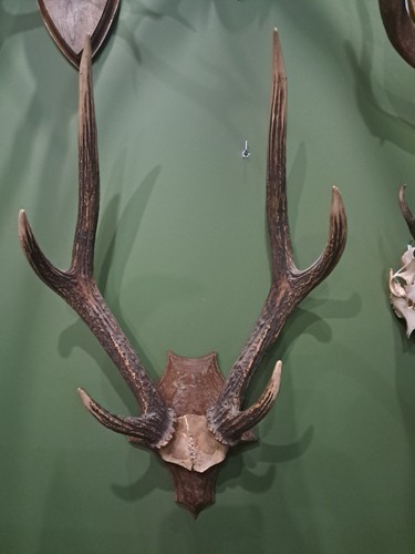 Trophée cerf java - de, /