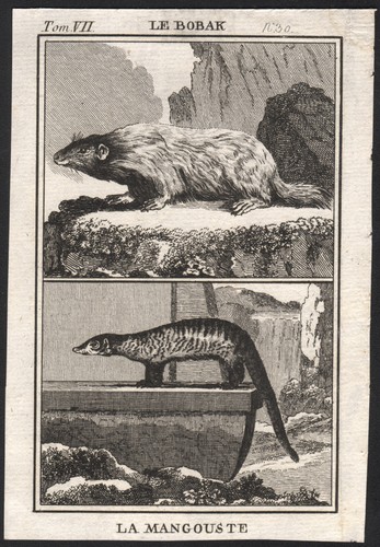 1790 gravure marmotte - gravure,