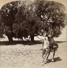 Palestine Davide Jamal sur un