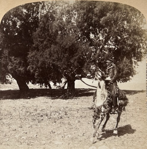Palestine davide jamal sur - palestine, un