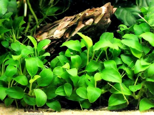 Anubia nana plante aquarium