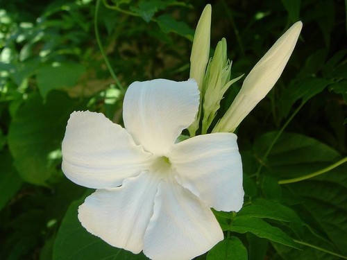 Graines jasmin du - 15,