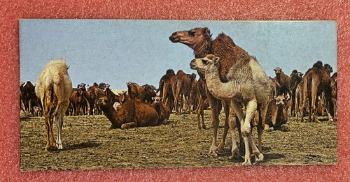 Carte merveilles monde - carte, du