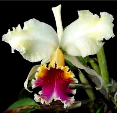 Cattleya rex species orchid - rex,