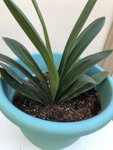 Clivia miniata bush lily - 1,