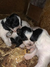 chiots  setter anglais 2 mâles à réserver Grande lignée lof et  Tres becasse 