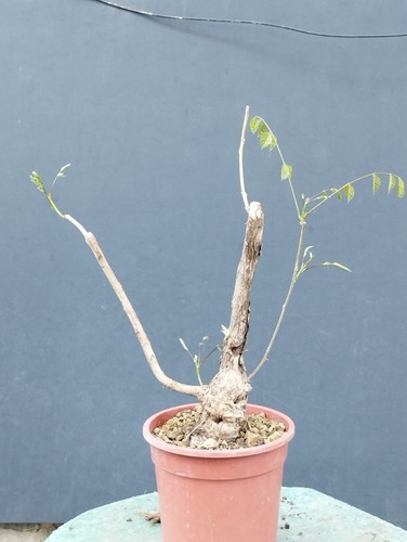 Bonsaï glycine cm en - bonsaï, x