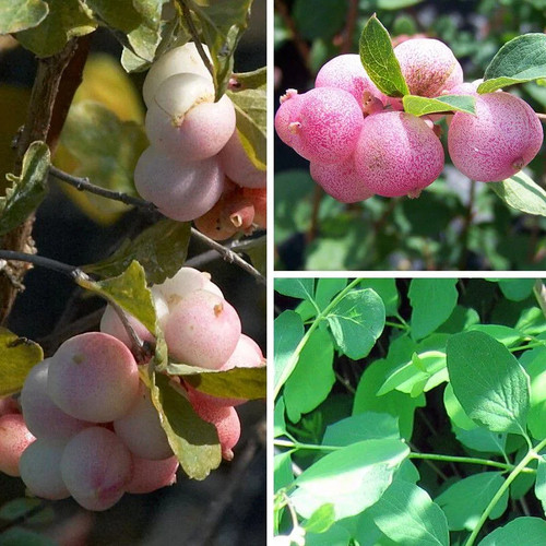 Symphoricarpos doorenbosii - x,