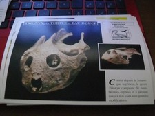 FICHE CARD dinosaure trionyx tortue d eau douce 16 x 12 cm