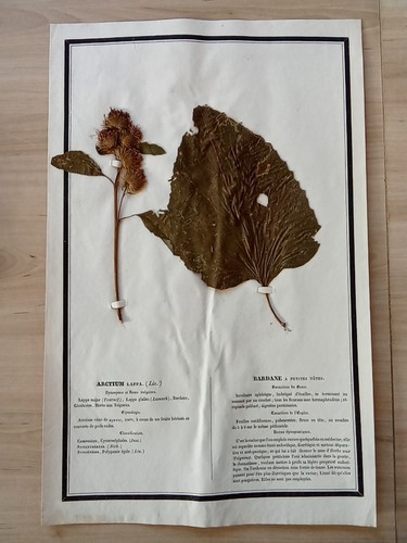Ancien herbier botanique - herbier,