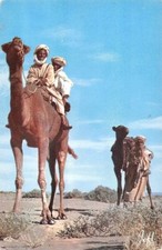  PITTORESQUE AFRIQUE DU NORD - Vie au Désert 
