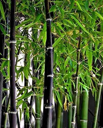 300 rare black bamboo - 300+,